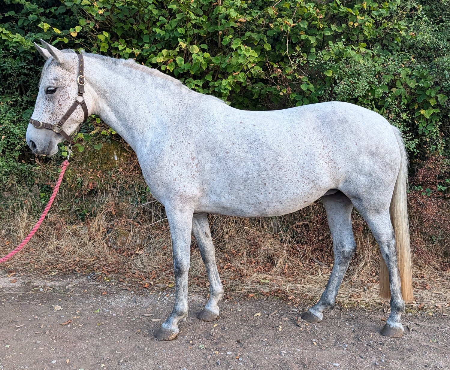 "Prudence" Grey Mare Pony Club Pony