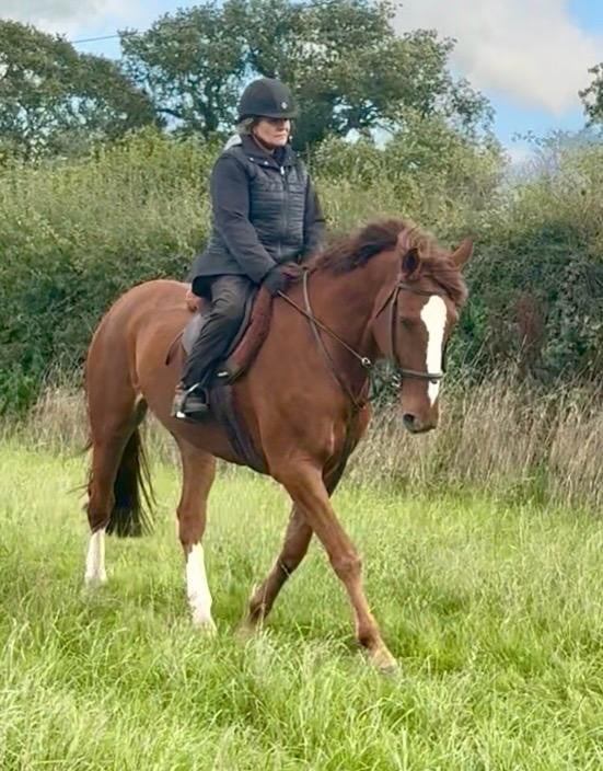 "Paris" Chestnut Mare Happy Hacker
