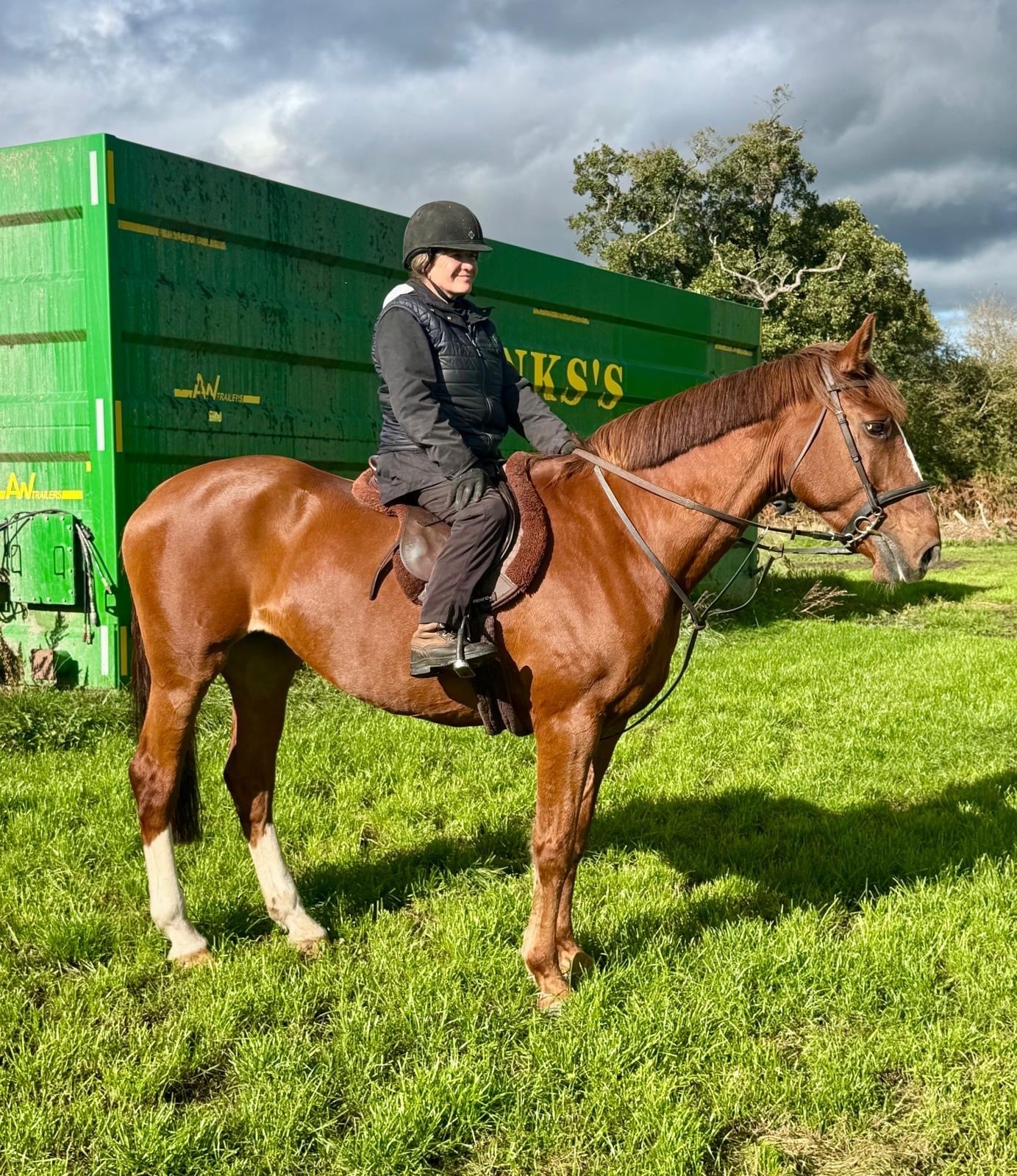 Telford "Paris" Chestnut Mare Happy Hacker