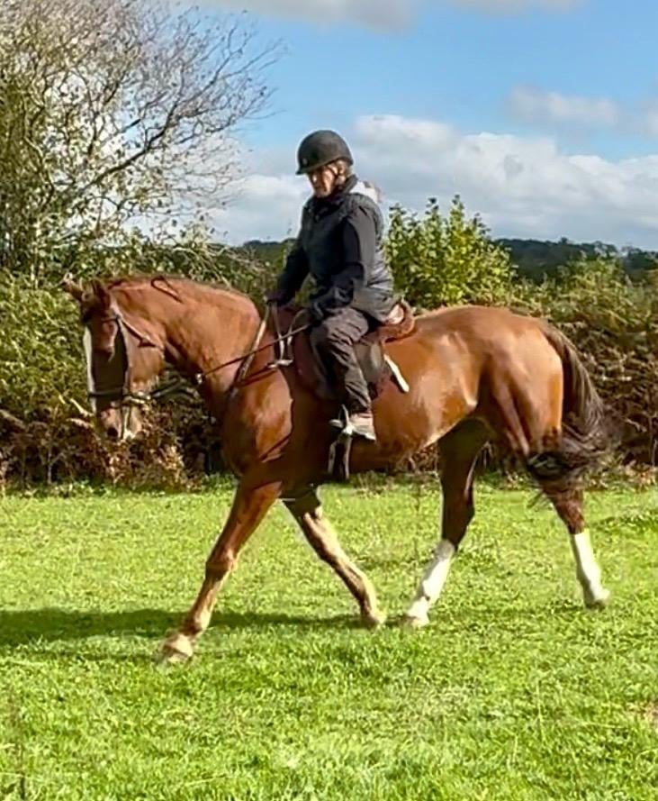 "Paris" Chestnut Mare Happy Hacker - Horses in Telford
