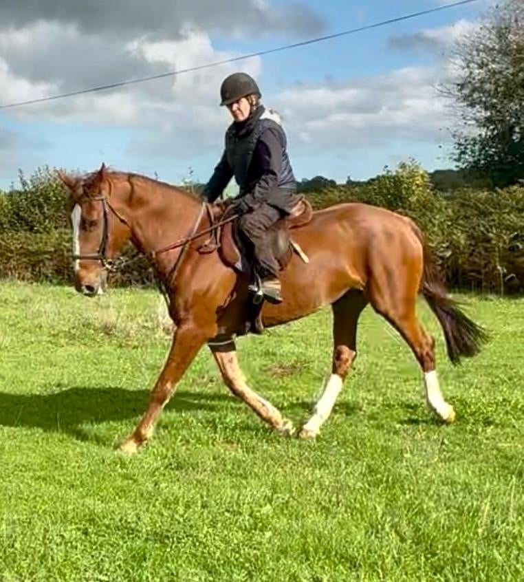 "Paris" Chestnut Mare Happy Hacker - Horses
