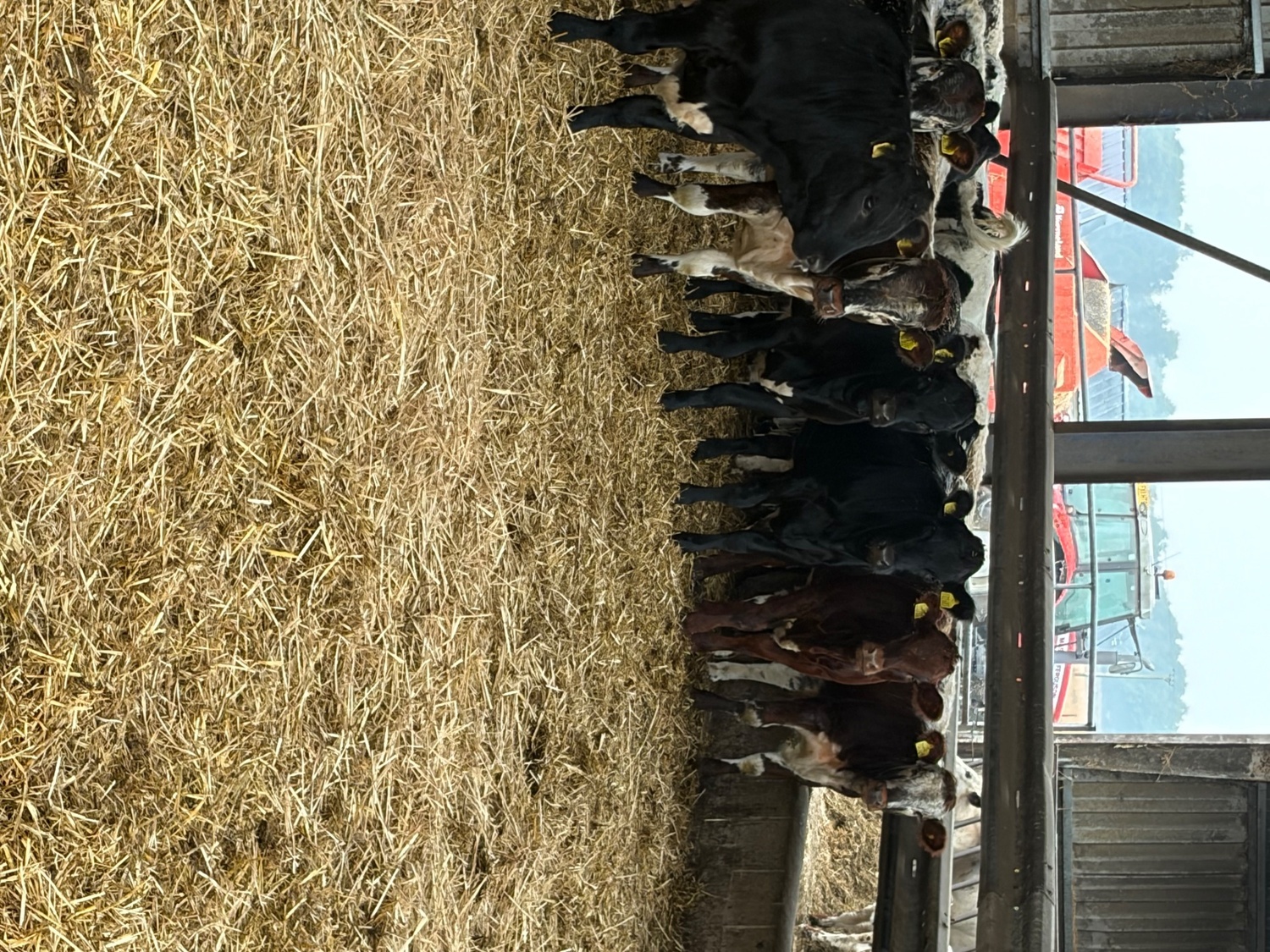 Lakenheath 27 store cattle for sale 