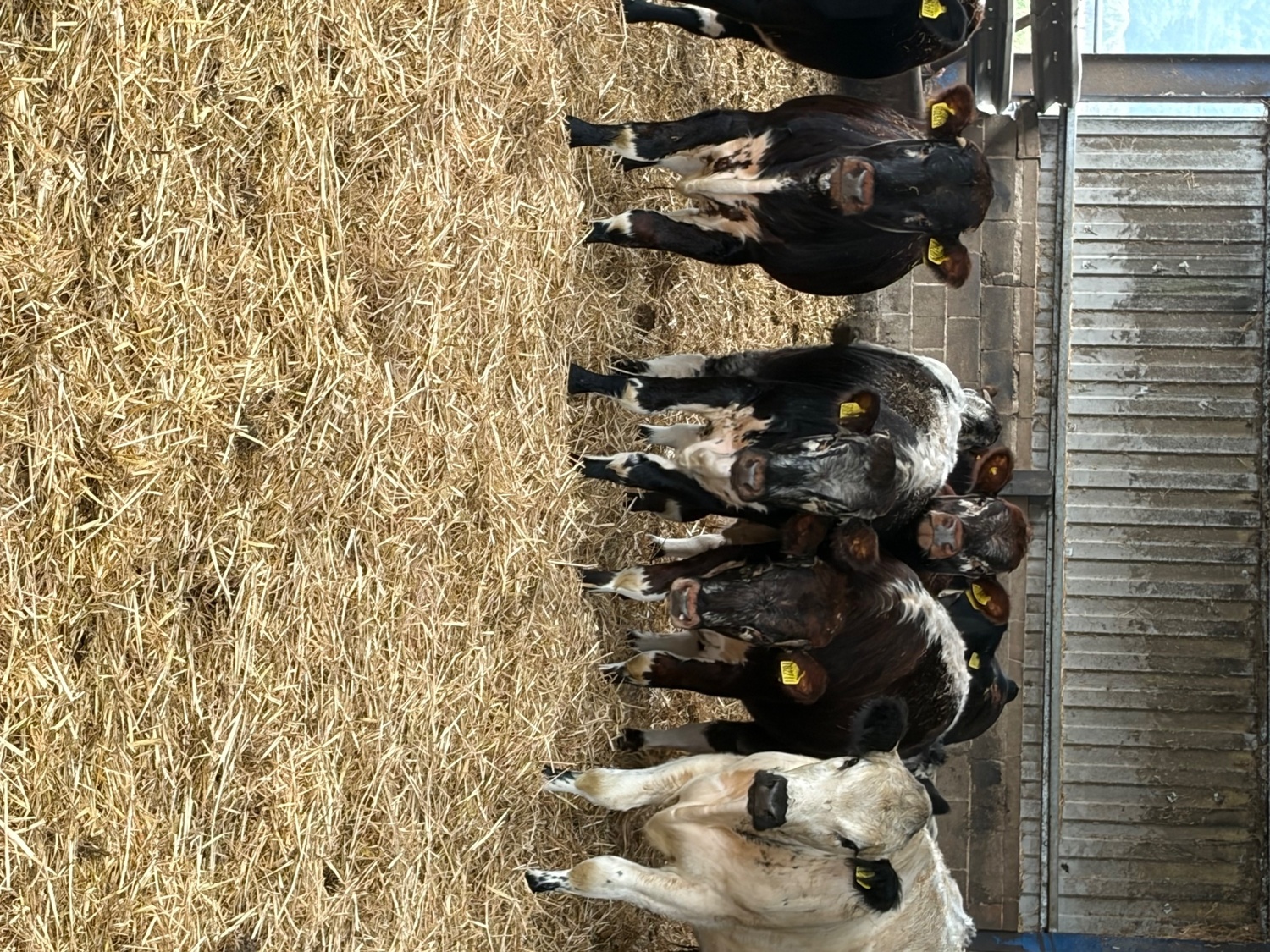 27 store cattle for sale  - Livestock in Lakenheath