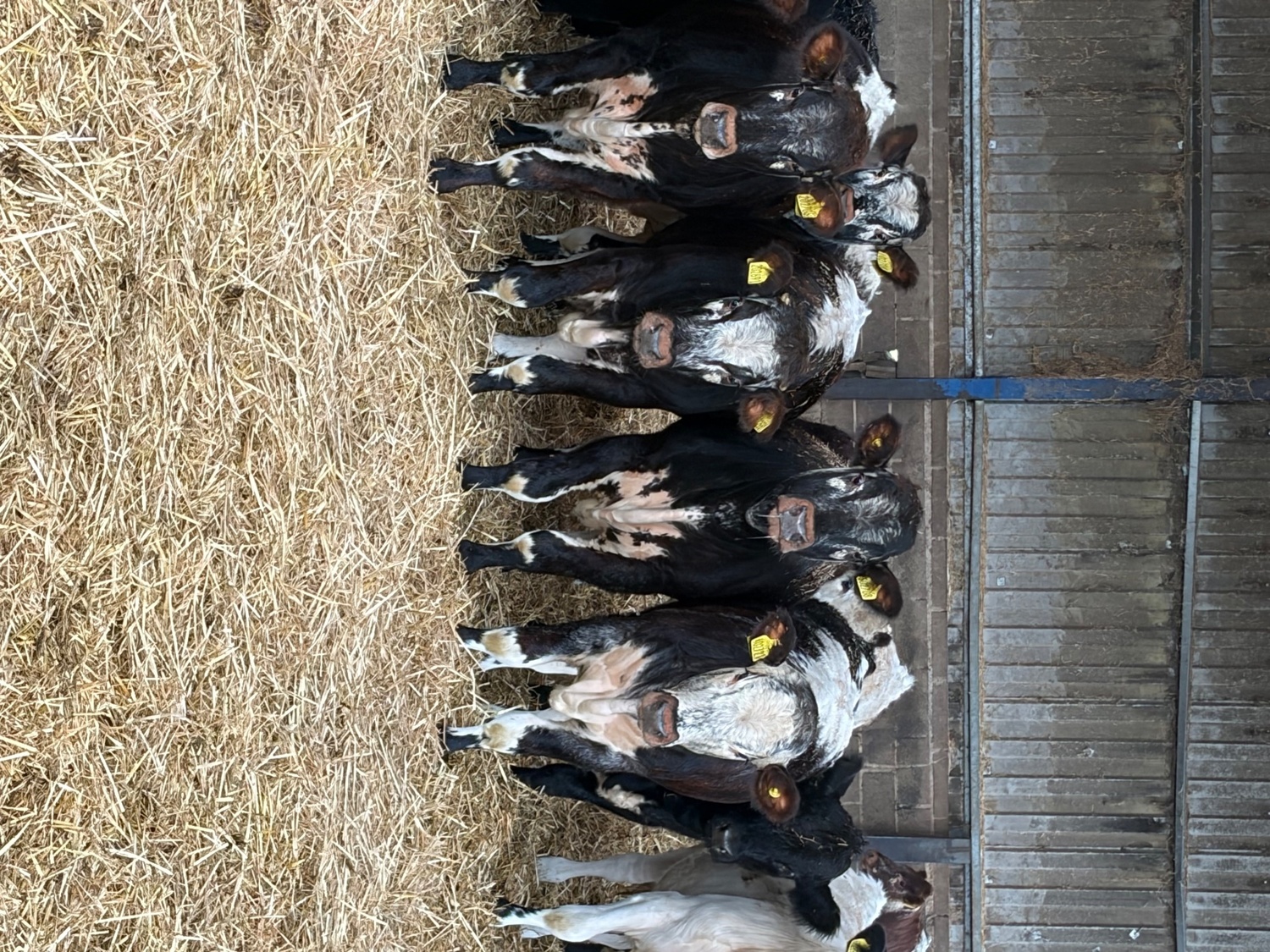 27 store cattle for sale  - Livestock