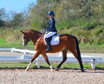 "Rebel" Bay Gelding Dressage Horse