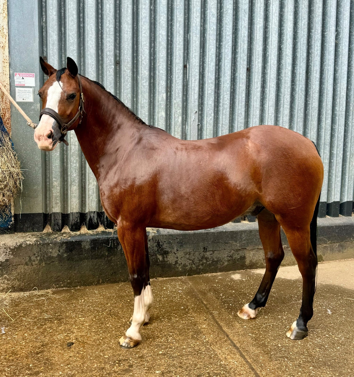 Louth "Rebel" Bay Gelding Dressage Horse
