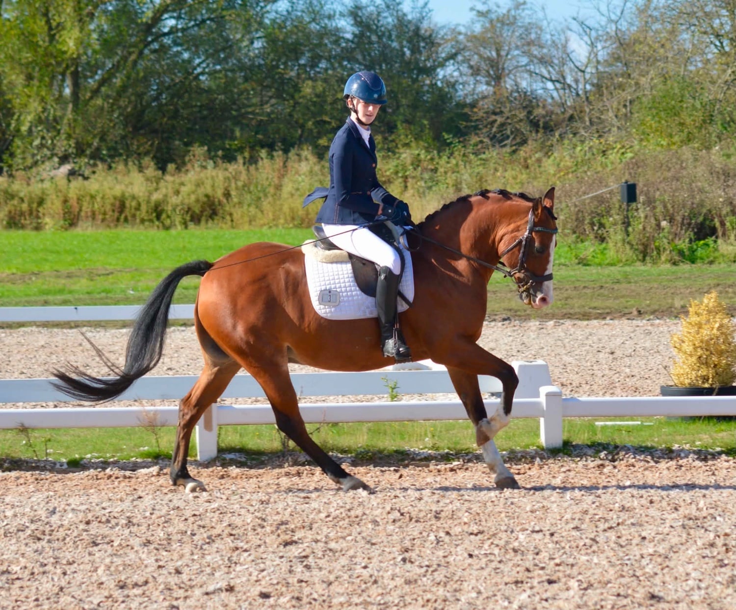 "Rebel" Bay Gelding Dressage Horse - Horses in Louth