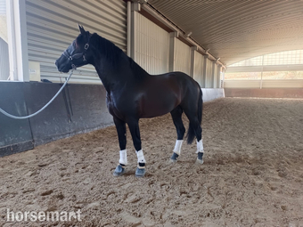"beautiful" Black Gelding All Rounder