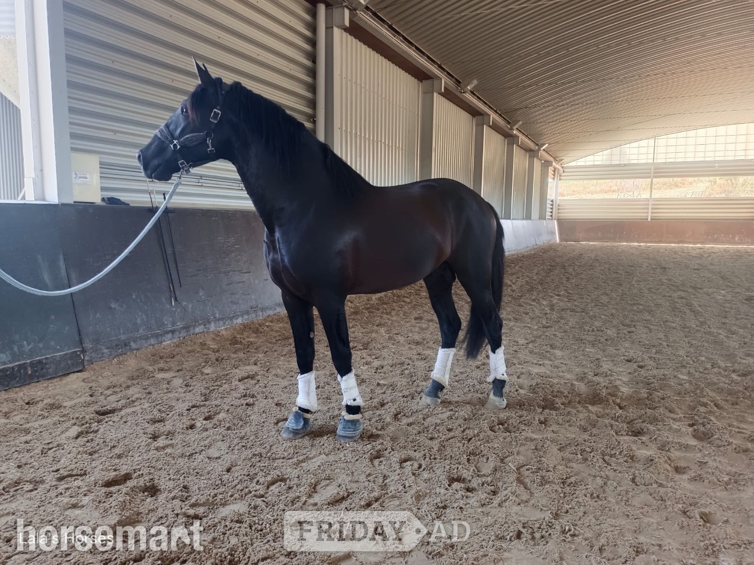 "beautiful" Black Gelding All Rounder in Knocknagoshel