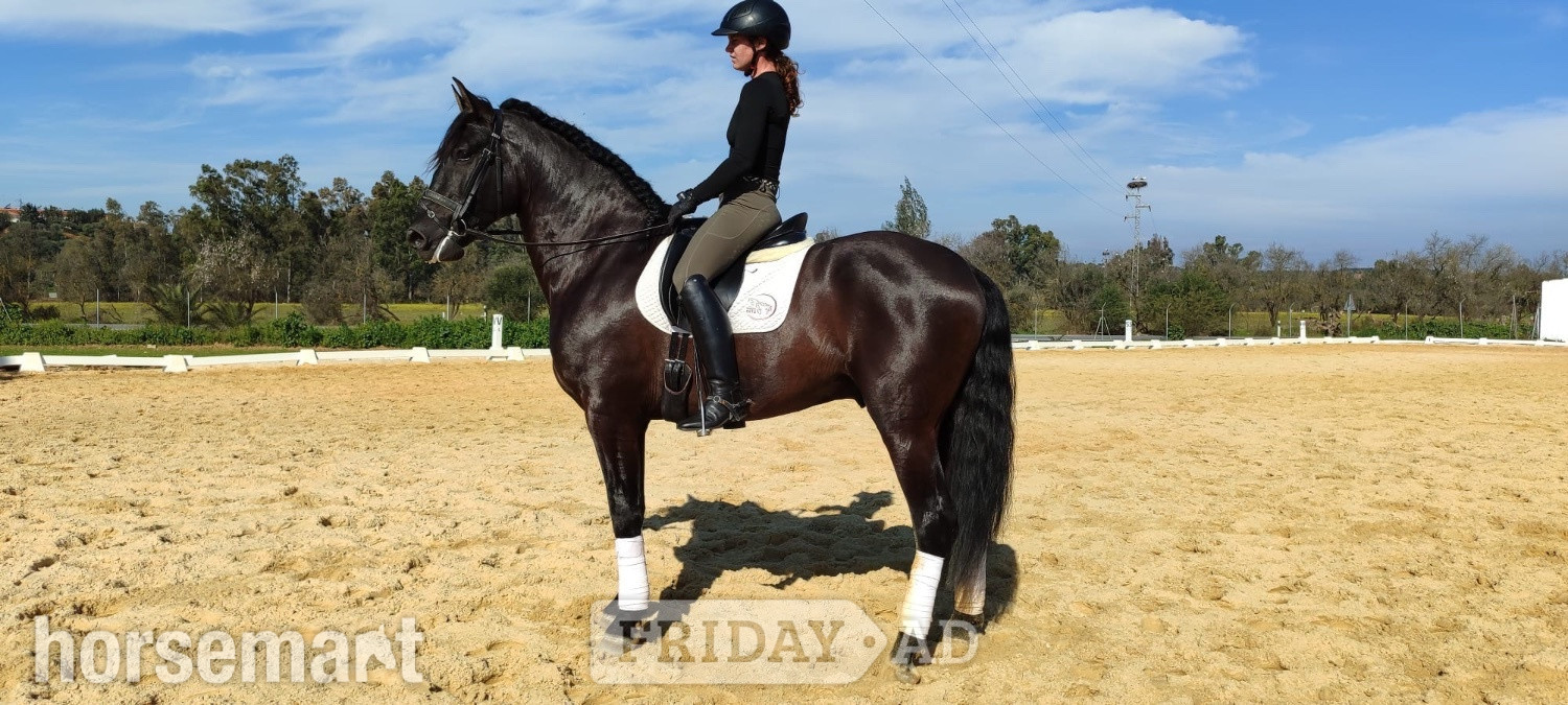 Knocknagoshel "beautiful" Black Gelding All Rounder
