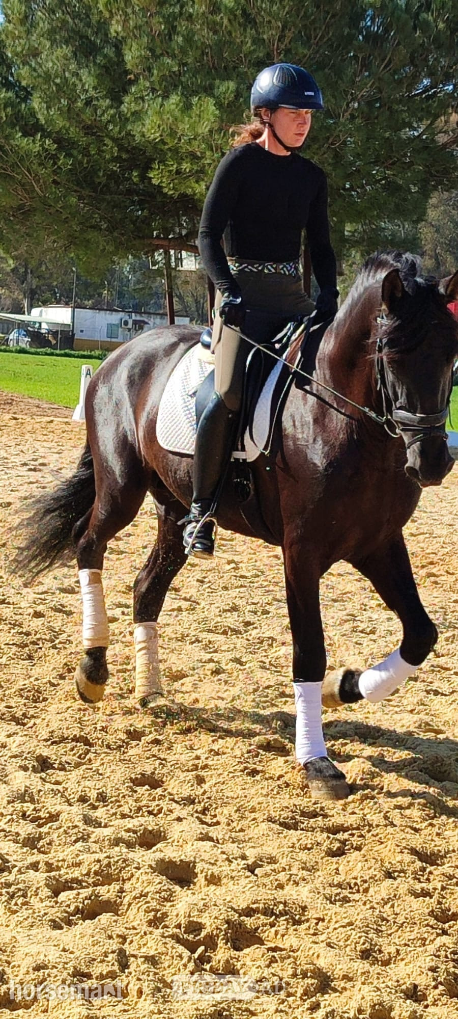 "beautiful" Black Gelding All Rounder - Horses in Knocknagoshel