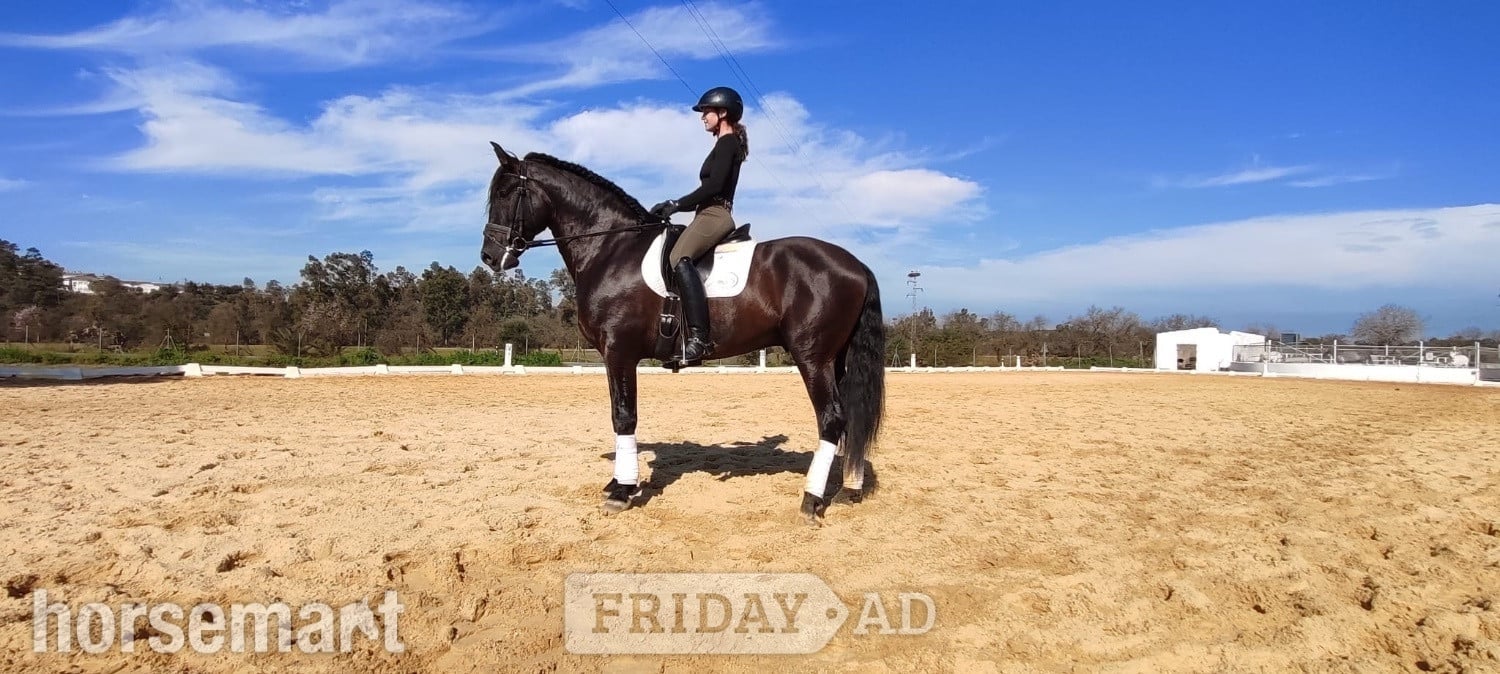 "beautiful" Black Gelding All Rounder