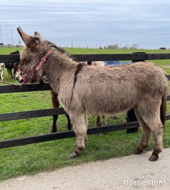 "Traditional Semi Long Haired Jenny Donkey" Grey Filly Companion Horse
