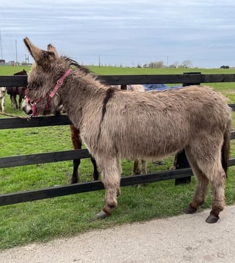 "Traditional Semi Long Haired Jenny Donkey" Grey Filly Companion Horse