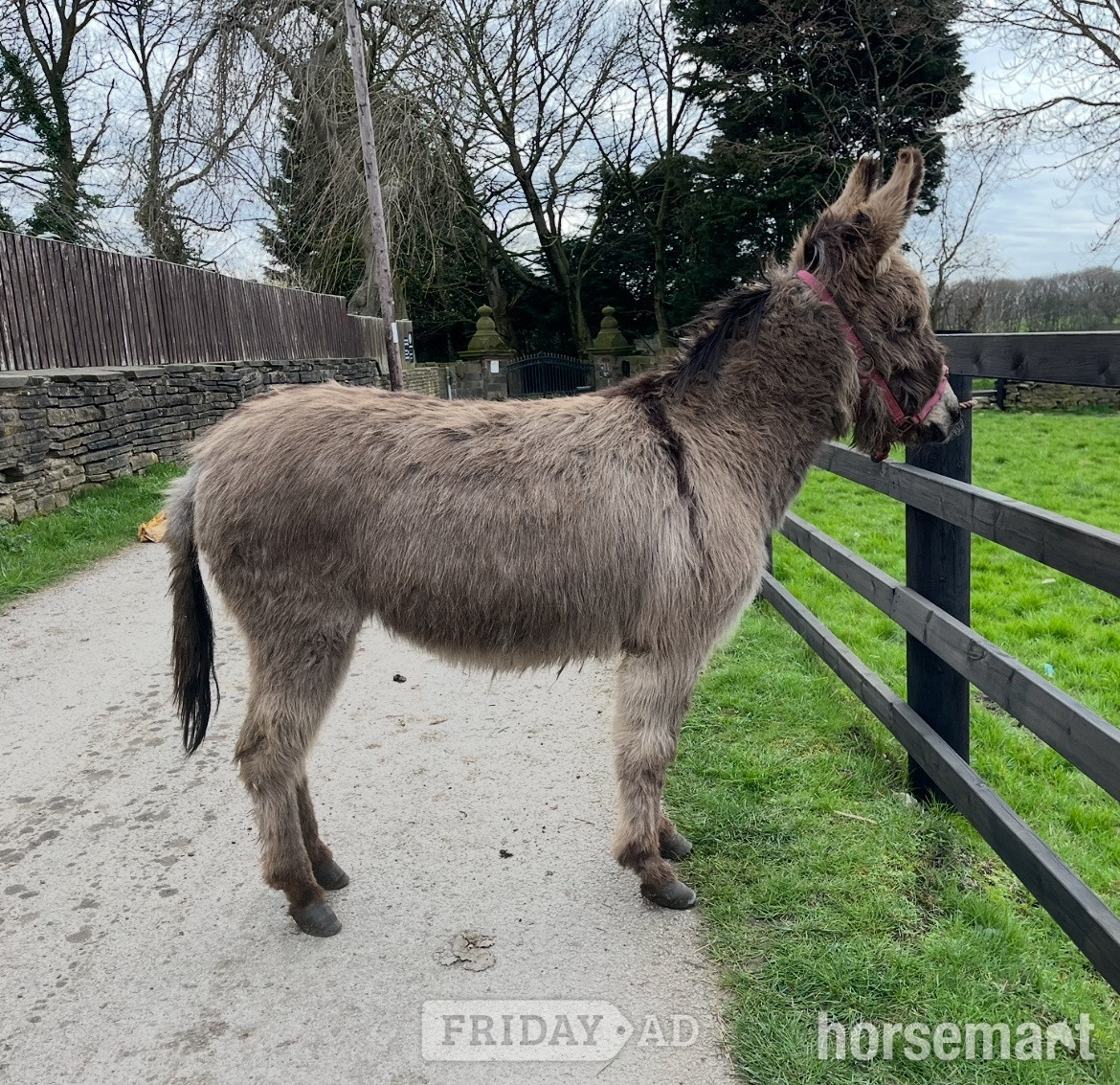 "Traditional Semi Long Haired Jenny Donkey" Grey Filly Companion Horse
