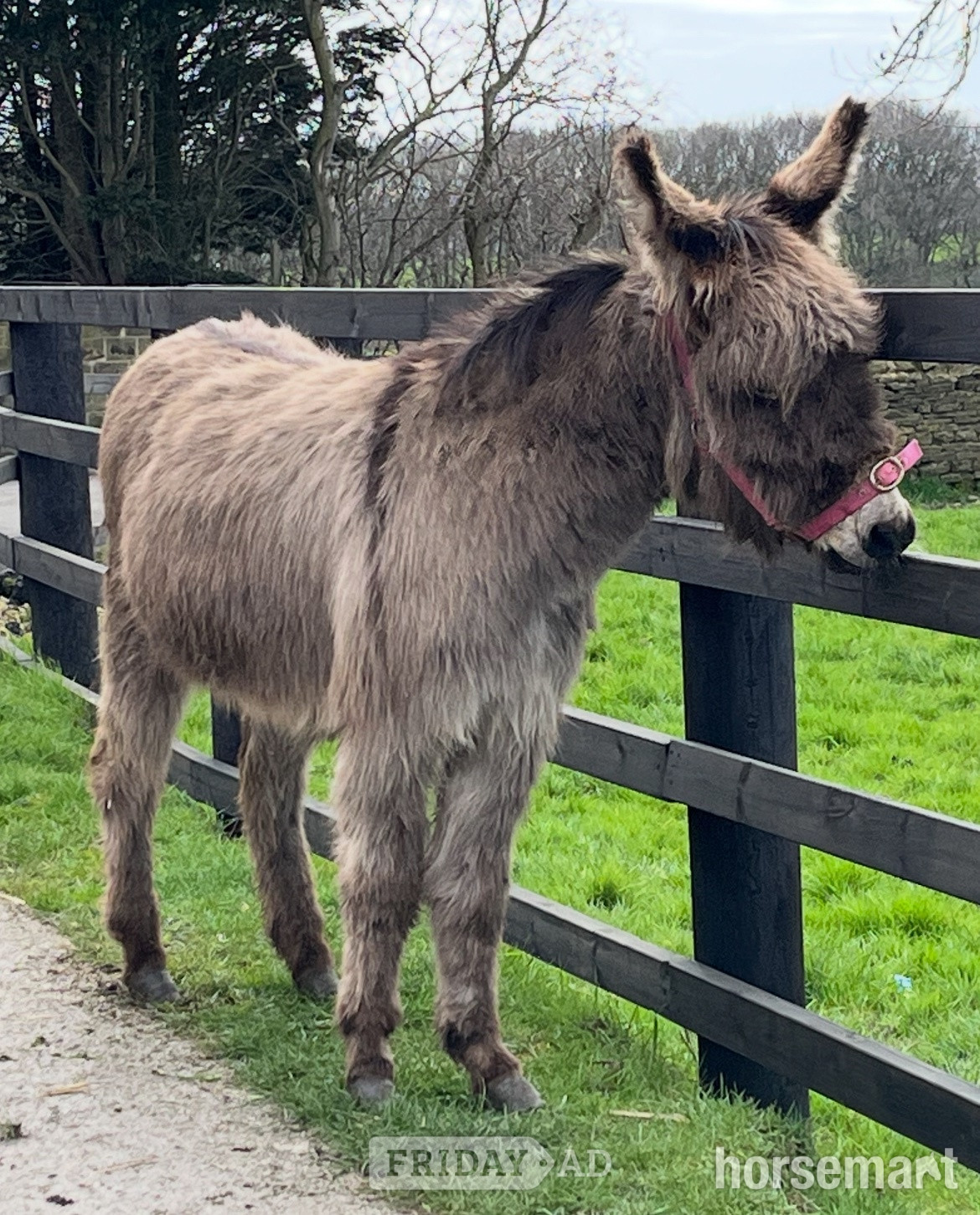Leeds "Traditional Semi Long Haired Jenny Donkey" Grey Filly Companion Horse
