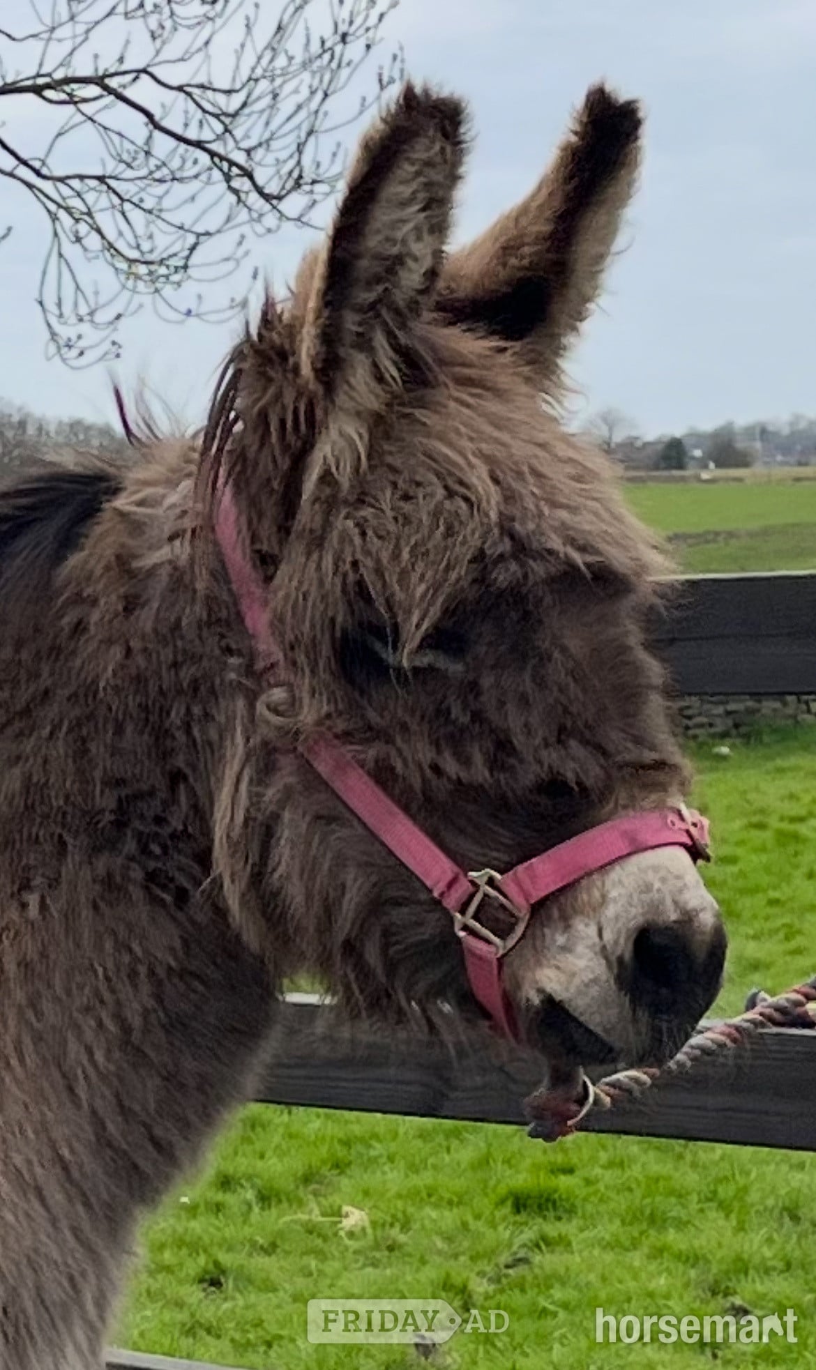 "Traditional Semi Long Haired Jenny Donkey" Grey Filly Companion Horse - Horses in Leeds