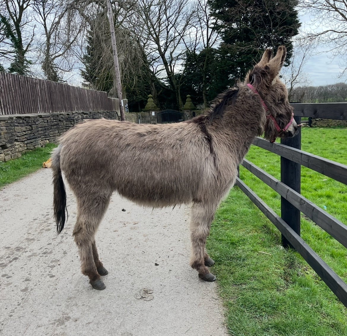 "Traditional Semi Long Haired Jenny Donkey" Grey Filly Companion Horse
