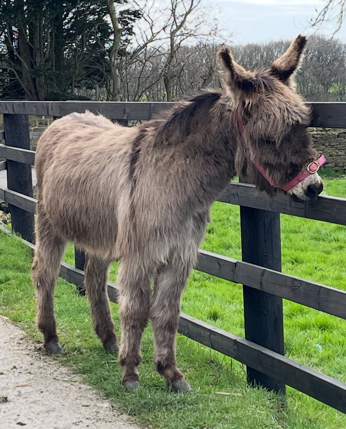 Leeds "Traditional Semi Long Haired Jenny Donkey" Grey Filly Companion Horse