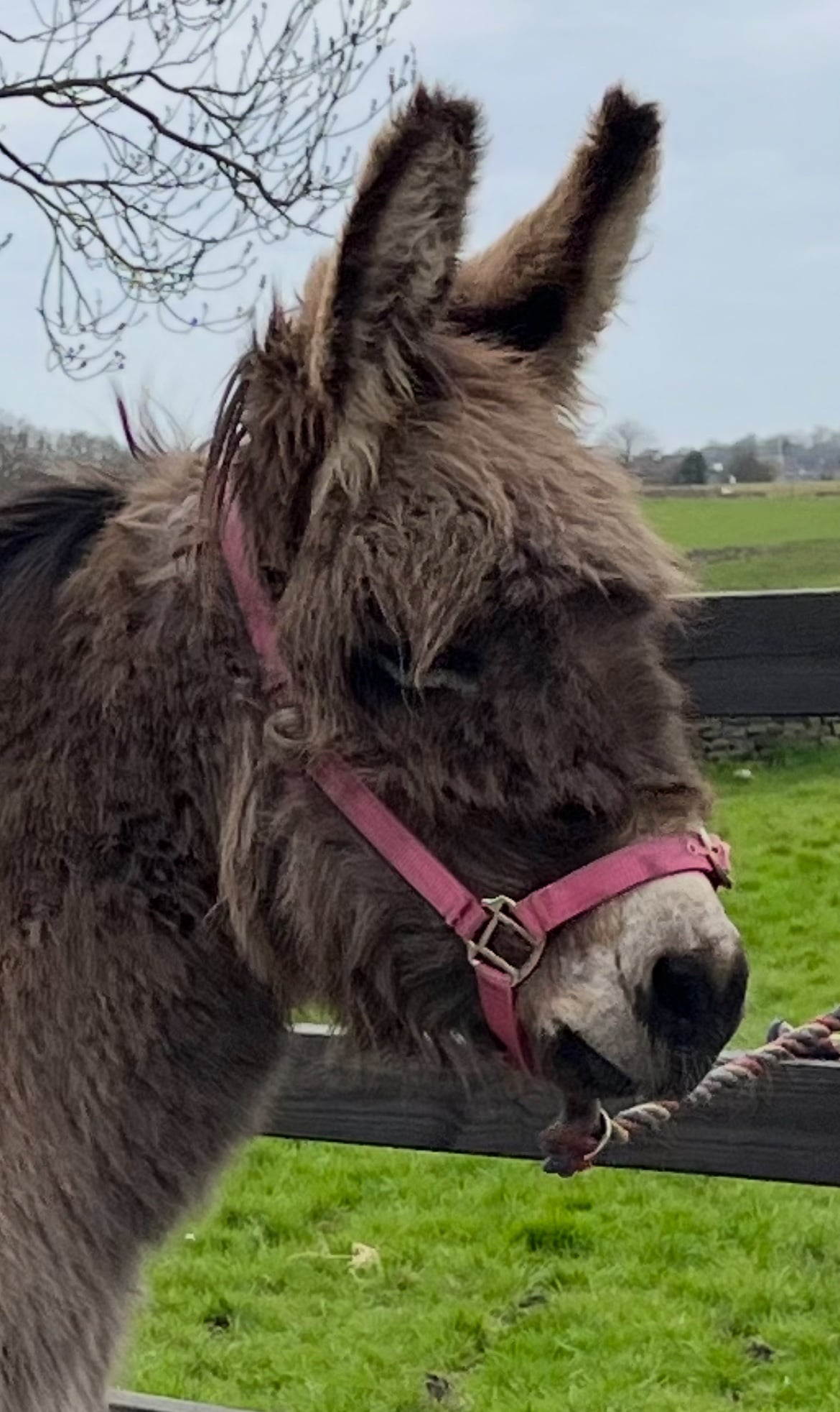 "Traditional Semi Long Haired Jenny Donkey" Grey Filly Companion Horse - Horses in Leeds