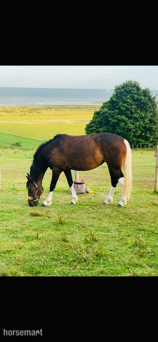"Anastasia - I called her Evie for short " Bay Mare All Rounder