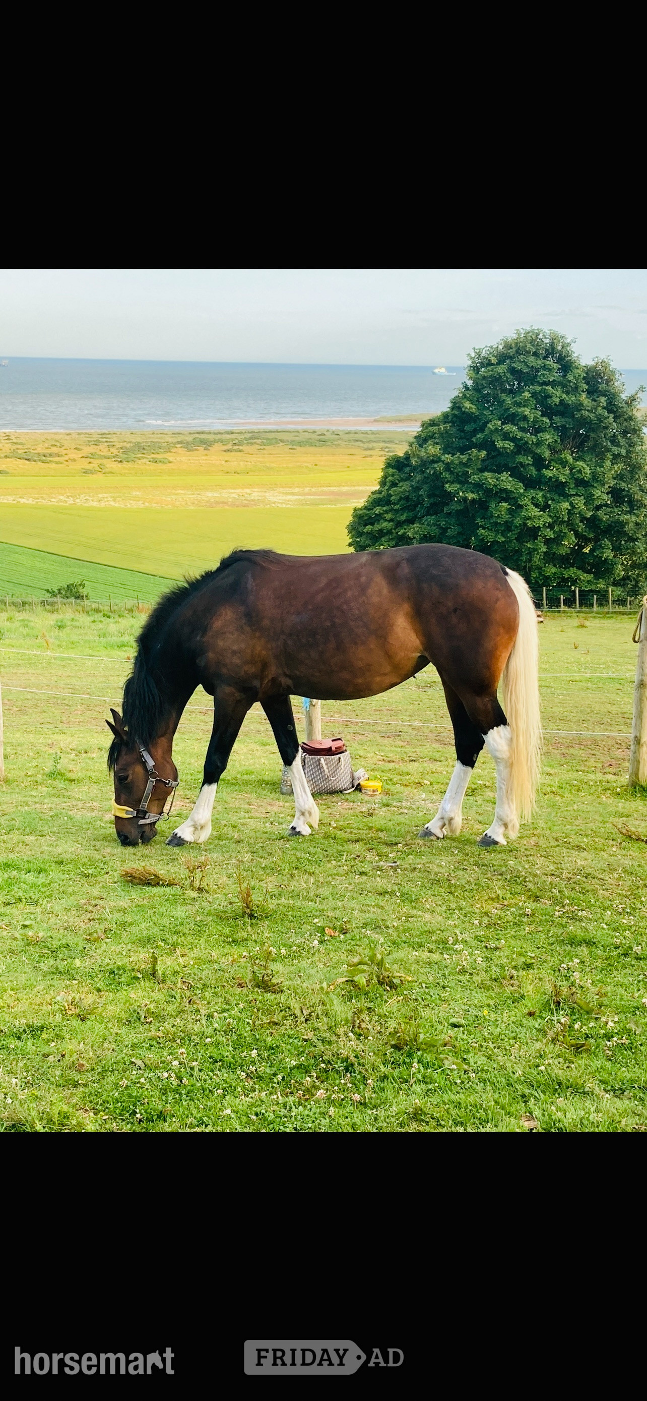 "Anastasia - I called her Evie for short " Bay Mare All Rounder in St Cyrus