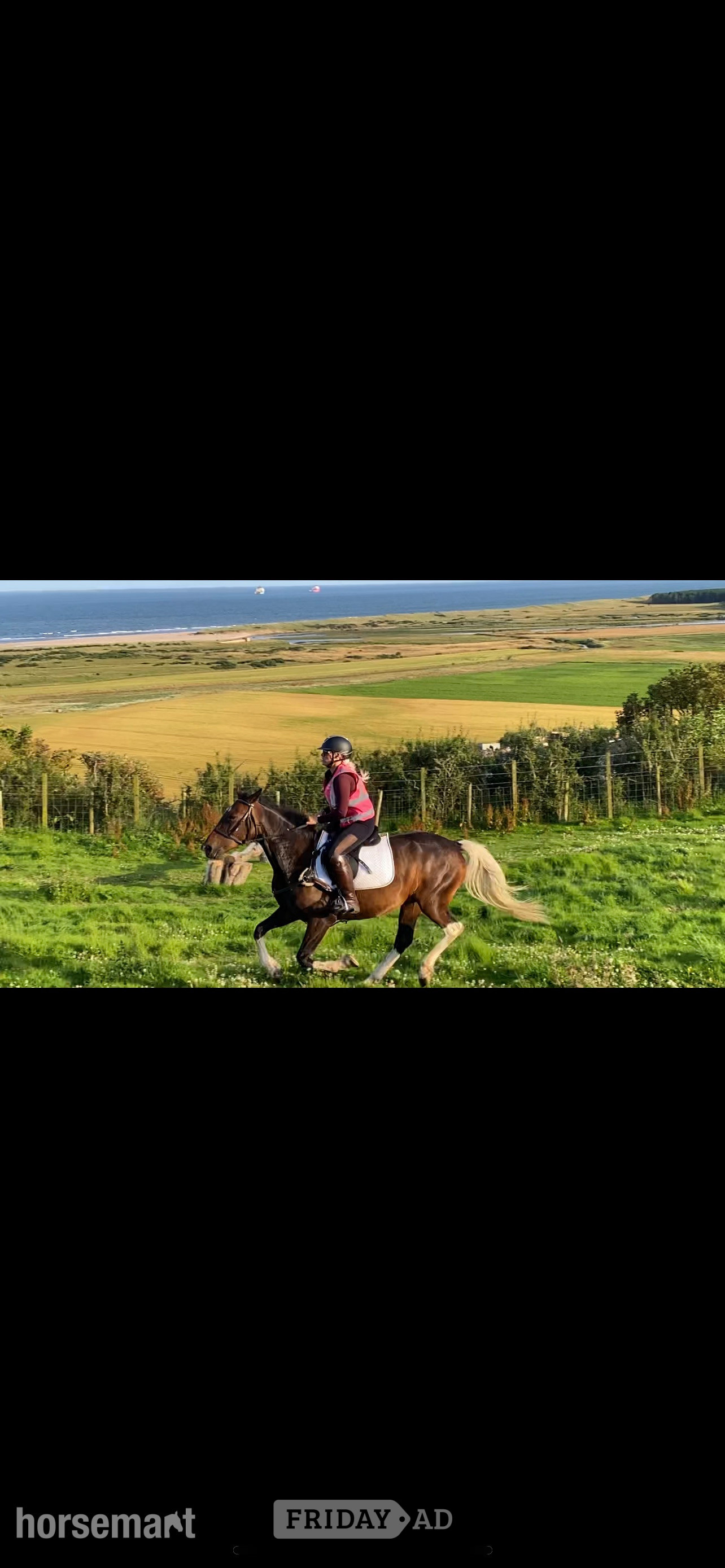 "Anastasia - I called her Evie for short " Bay Mare All Rounder
