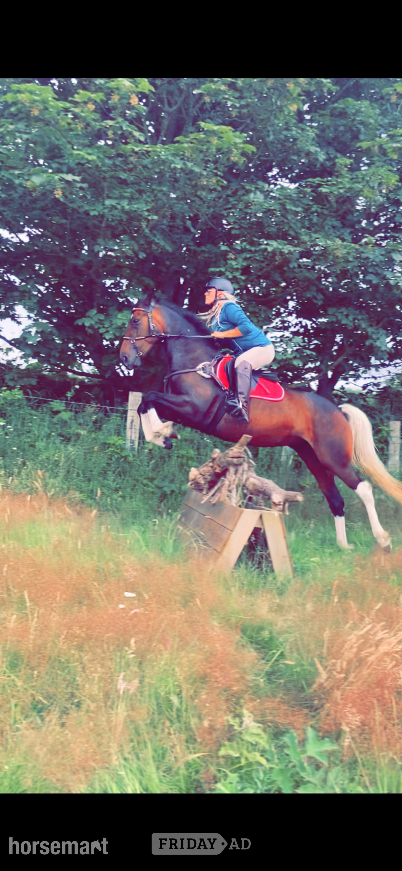 "Anastasia - I called her Evie for short " Bay Mare All Rounder - Horses in St Cyrus