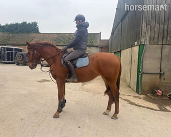 "Lowmoor Sovereign Jubilee " Chestnut Mare All Rounder