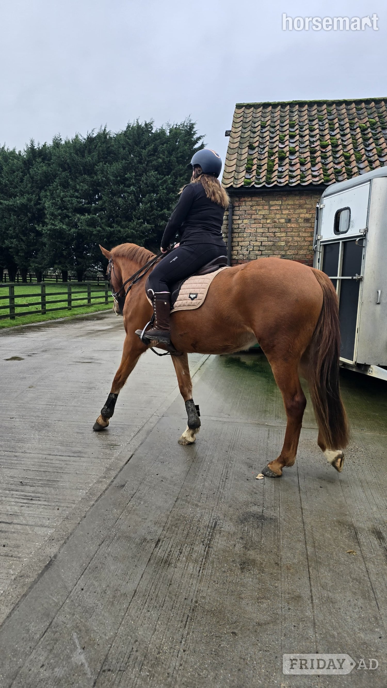 "Lowmoor Sovereign Jubilee " Chestnut Mare All Rounder - Horses in Market Weighton