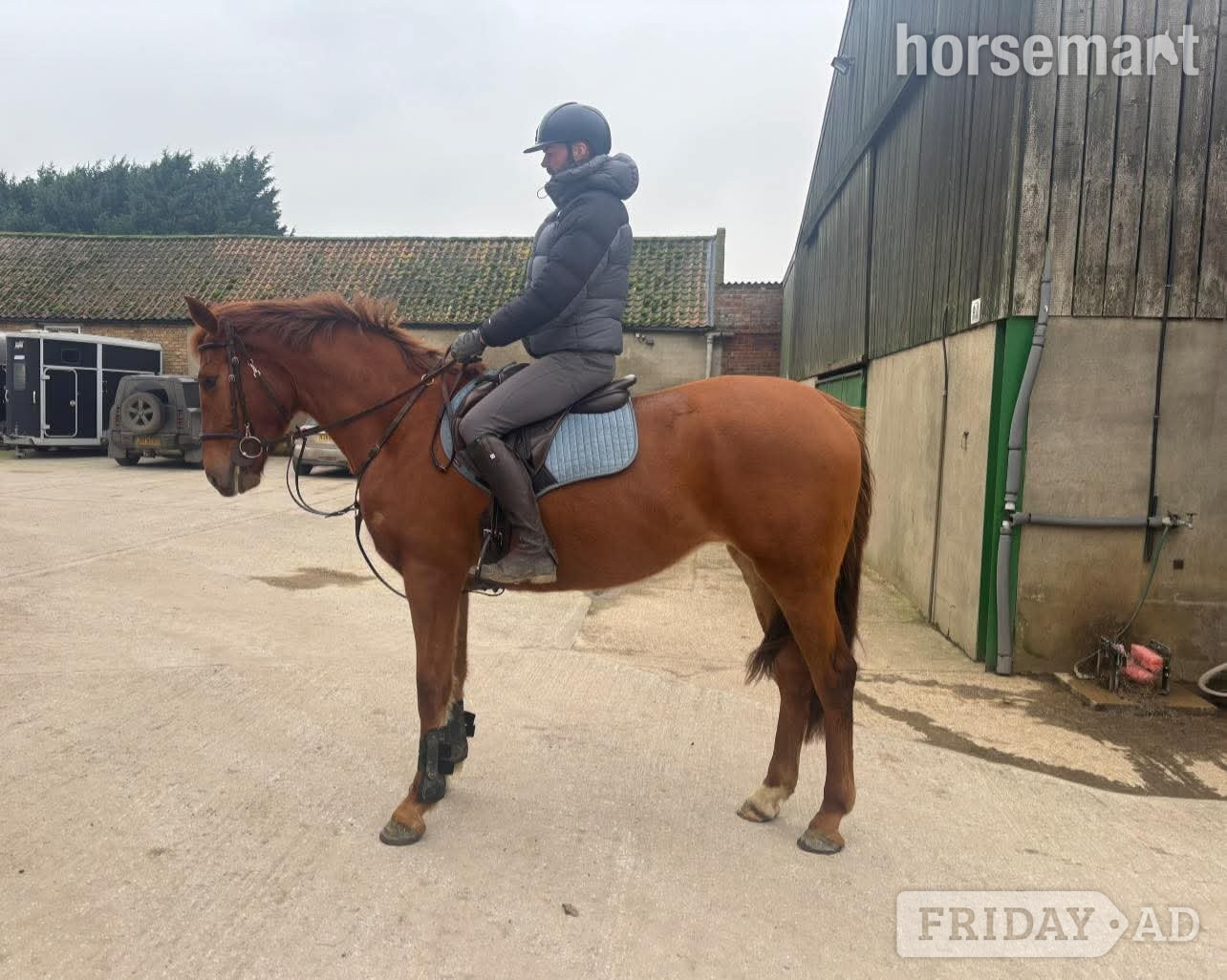 "Lowmoor Sovereign Jubilee " Chestnut Mare All Rounder in Market Weighton
