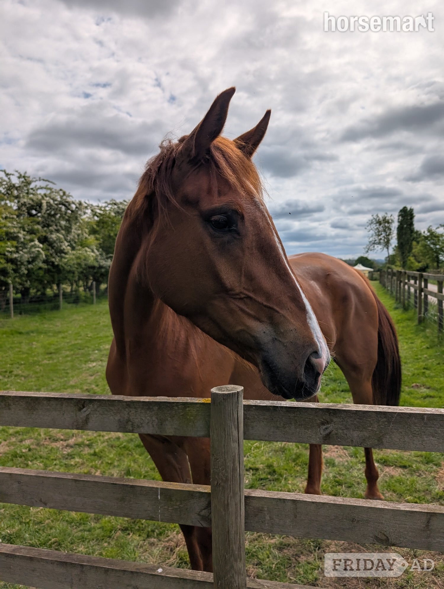 "Lowmoor Sovereign Jubilee " Chestnut Mare All Rounder - Horses