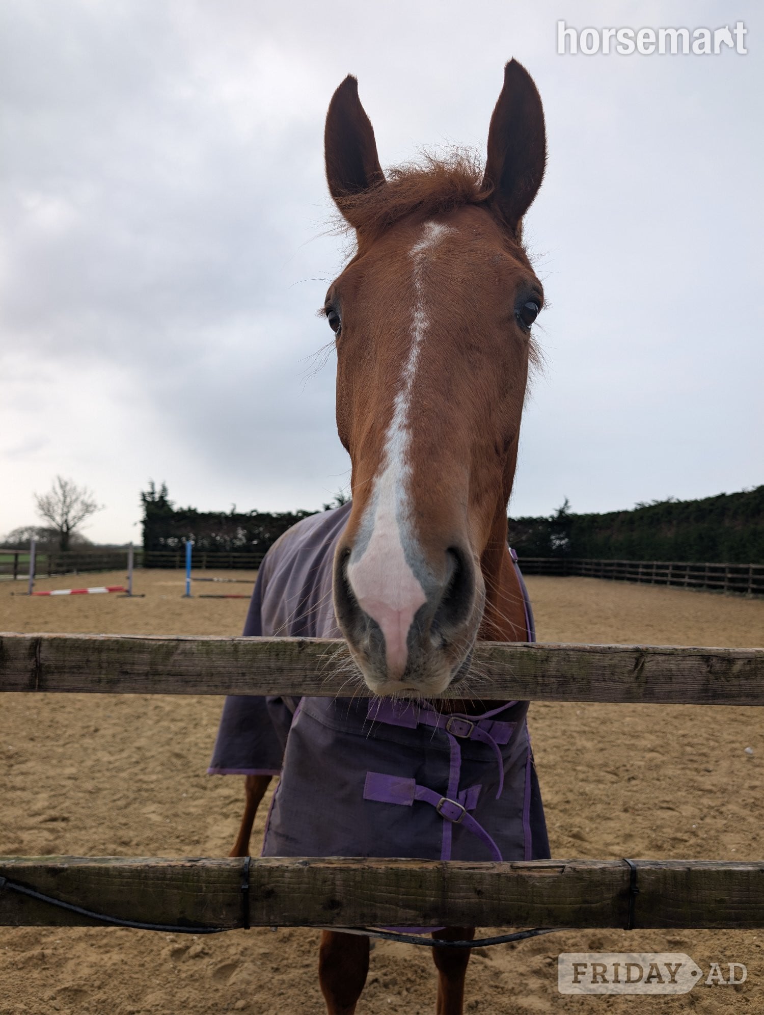 Market Weighton "Lowmoor Sovereign Jubilee " Chestnut Mare All Rounder