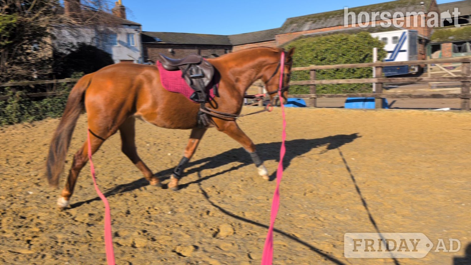 "Lowmoor Sovereign Jubilee " Chestnut Mare All Rounder