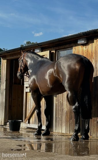 "Parker" Bay Gelding Cob/Heavy Horse