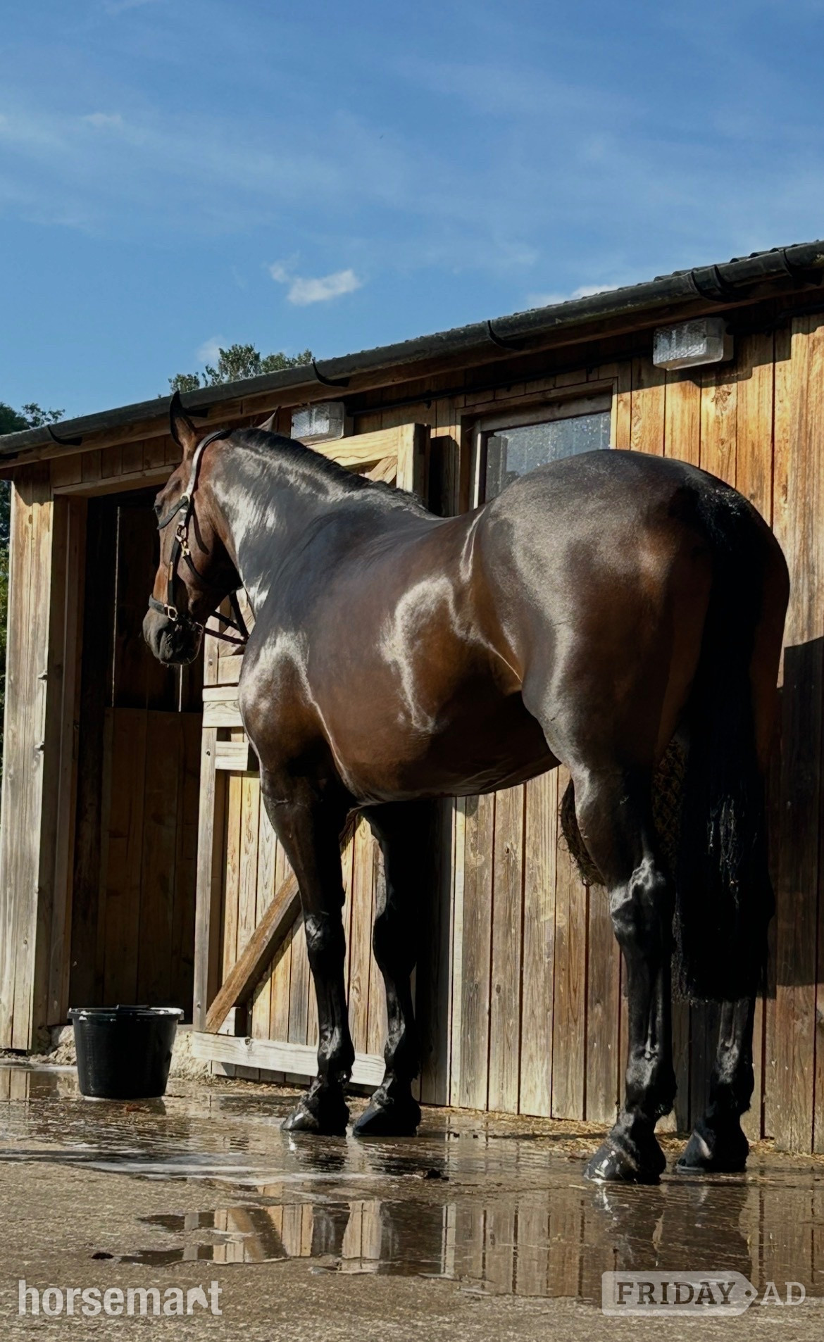 "Parker" Bay Gelding Cob/Heavy Horse in Oswestry