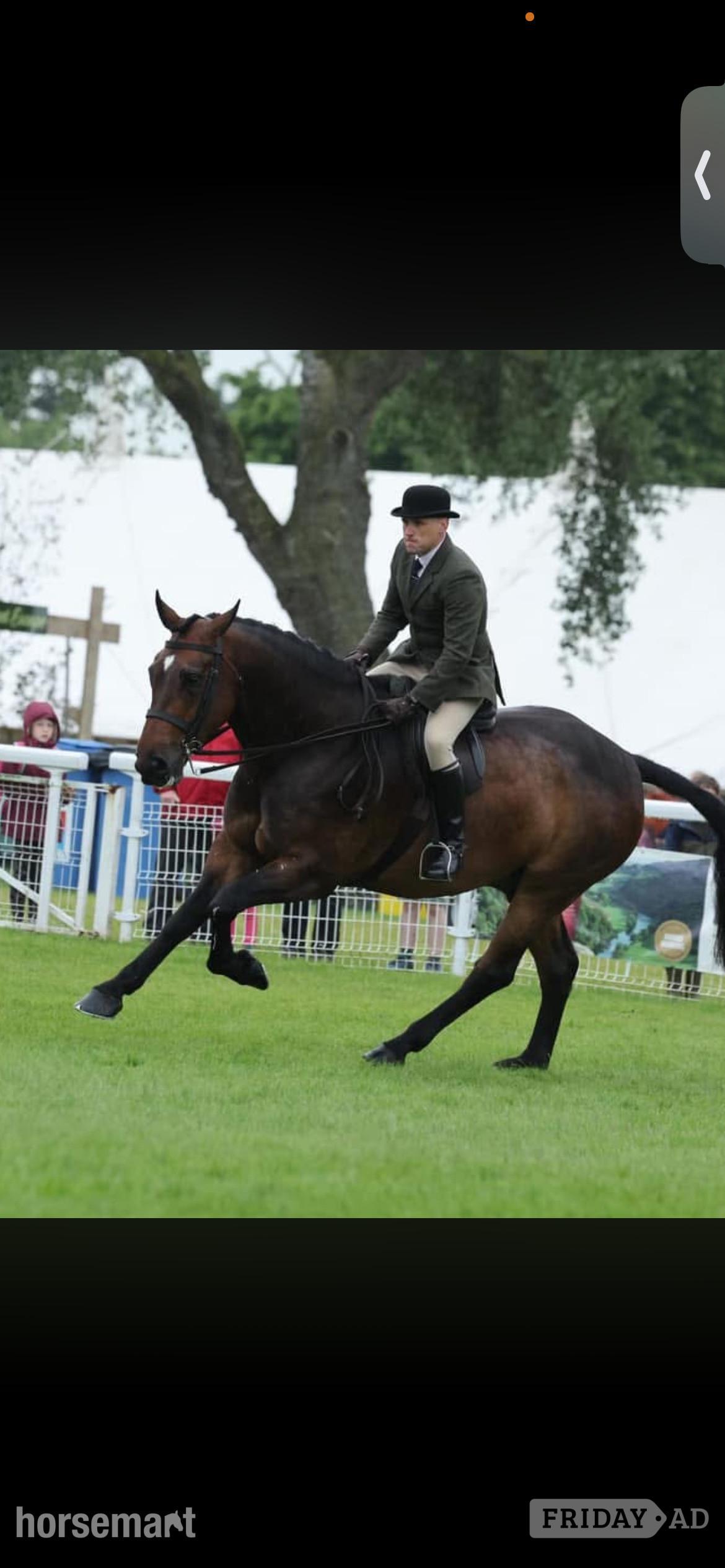 "Parker" Bay Gelding Cob/Heavy Horse