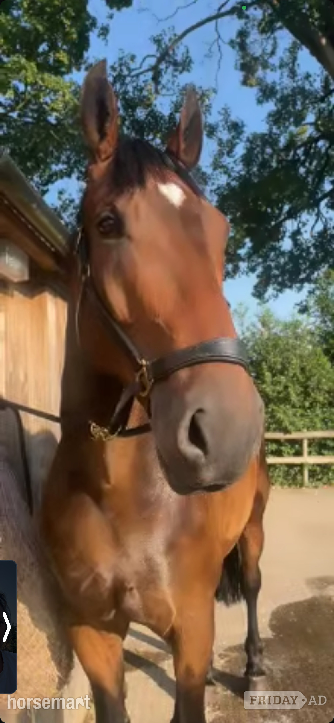 Oswestry "Parker" Bay Gelding Cob/Heavy Horse