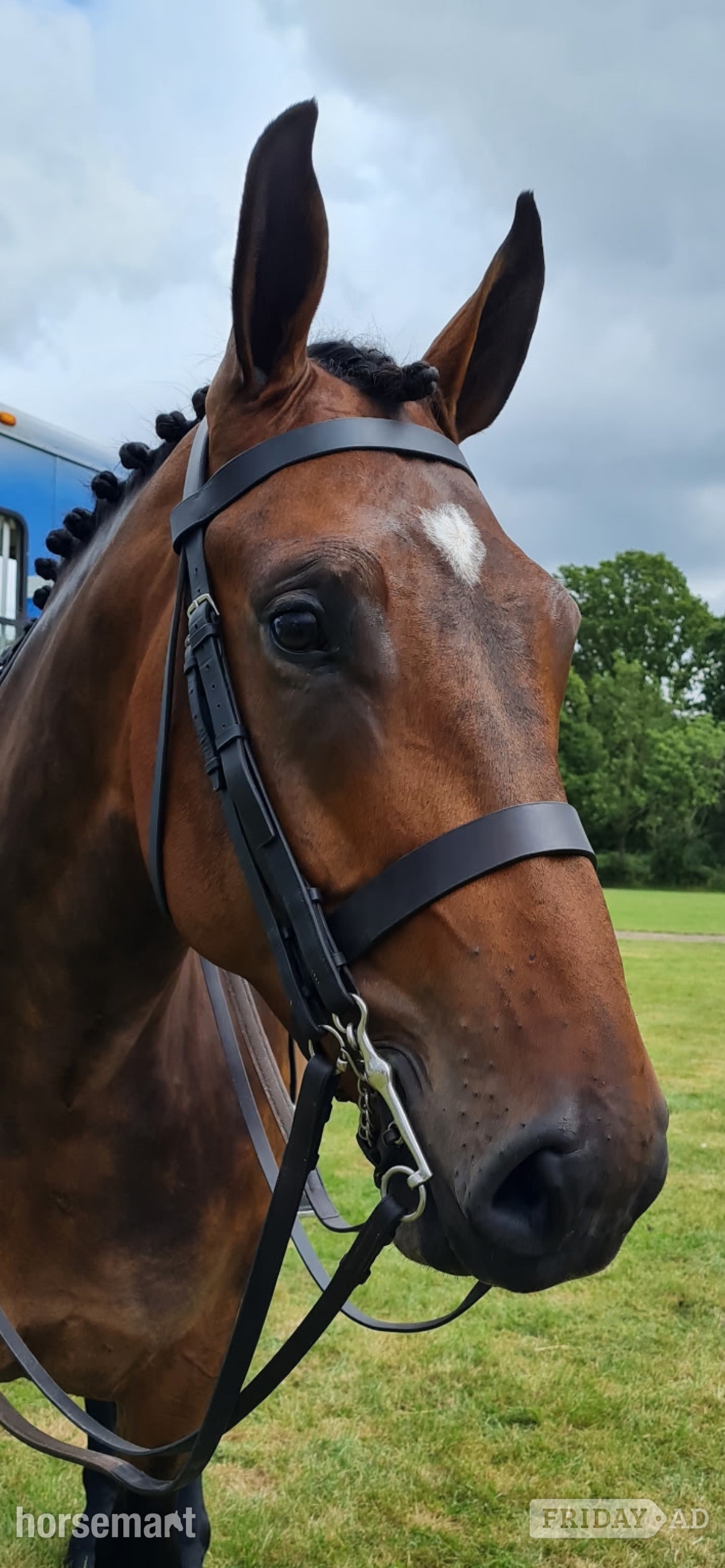 "Parker" Bay Gelding Cob/Heavy Horse - Horses in Oswestry