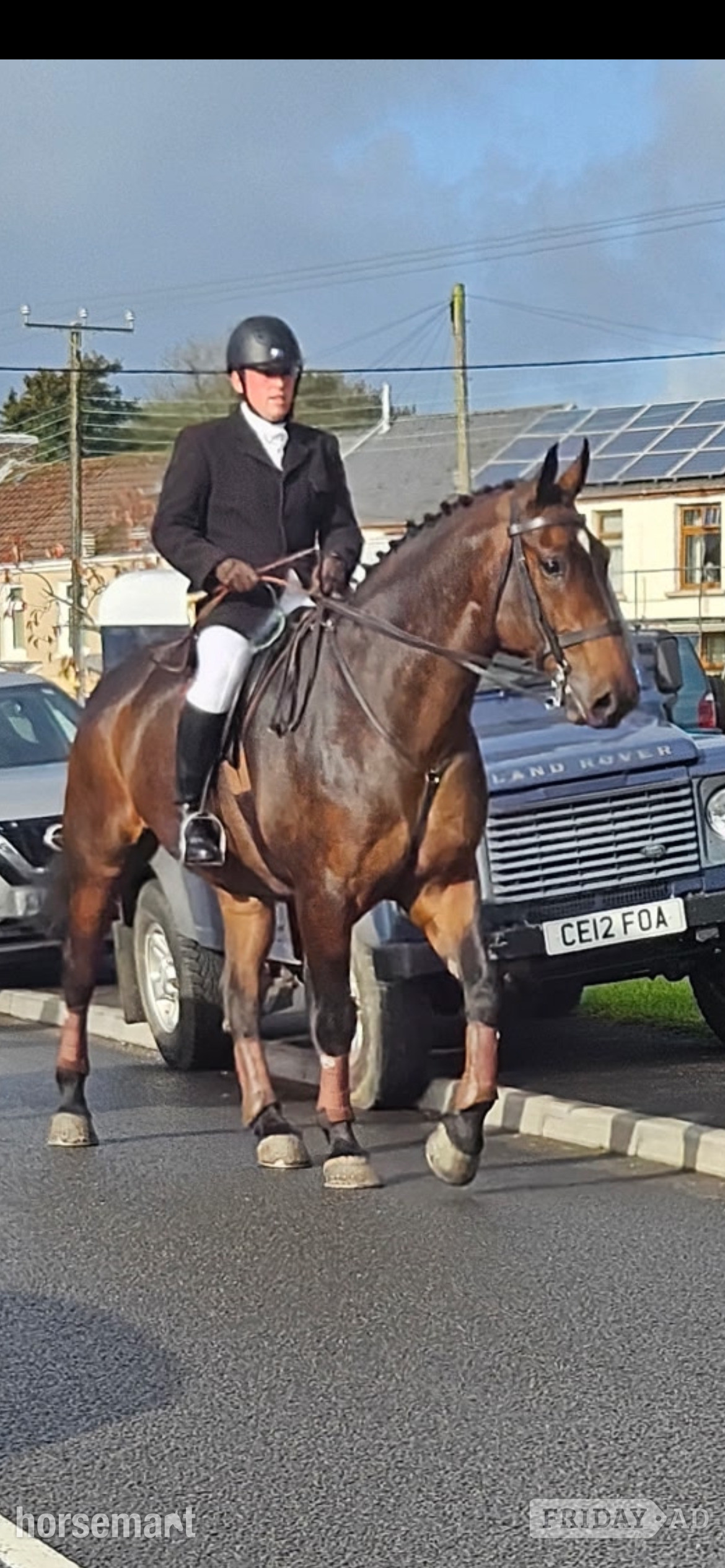 "Parker" Bay Gelding Cob/Heavy Horse - Horses