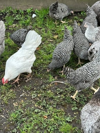 Barred Marans - Point of Lay Hens