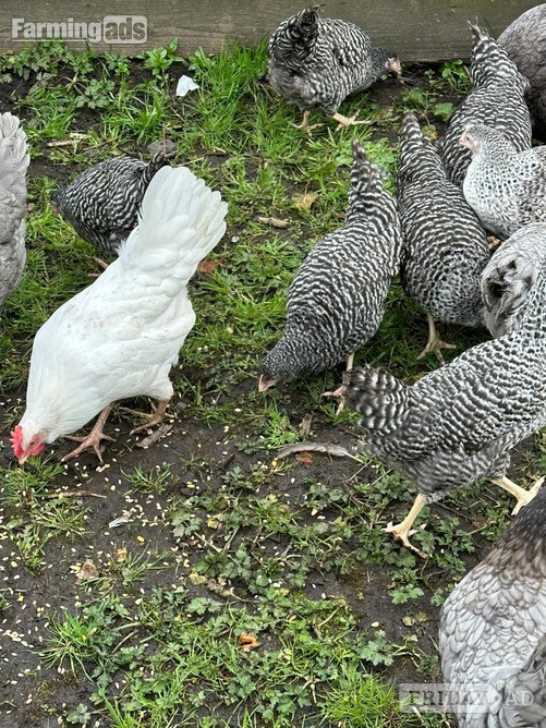 Barred Marans - Point of Lay Hens in Pilling