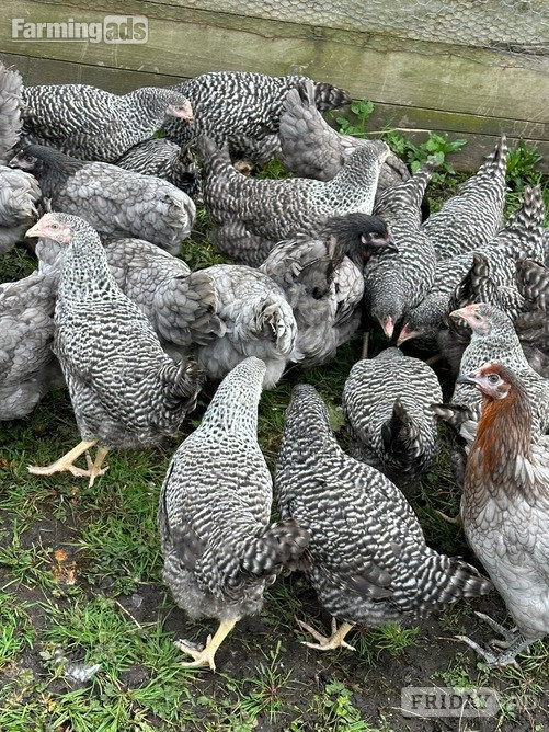 Barred Marans - Point of Lay Hens