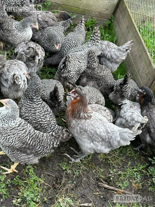 Pilling Barred Marans - Point of Lay Hens