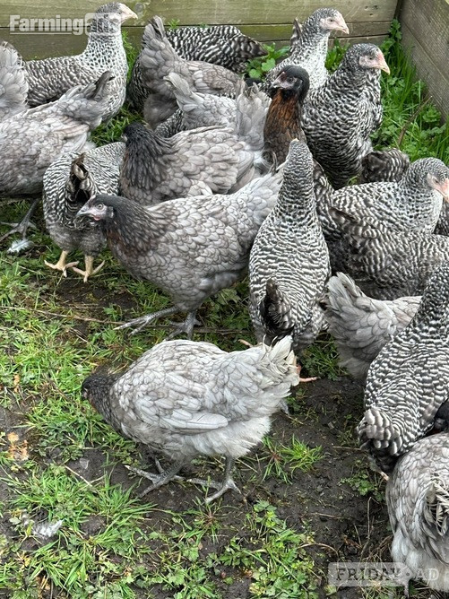 Barred Marans - Point of Lay Hens - Poultry in Pilling