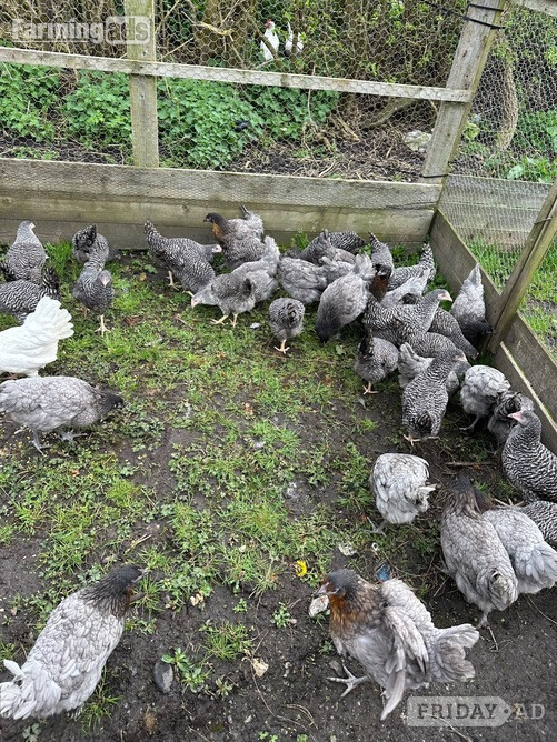 Barred Marans - Point of Lay Hens - Poultry