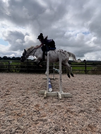 "Indie" Blanket Spot Mare All Rounder
