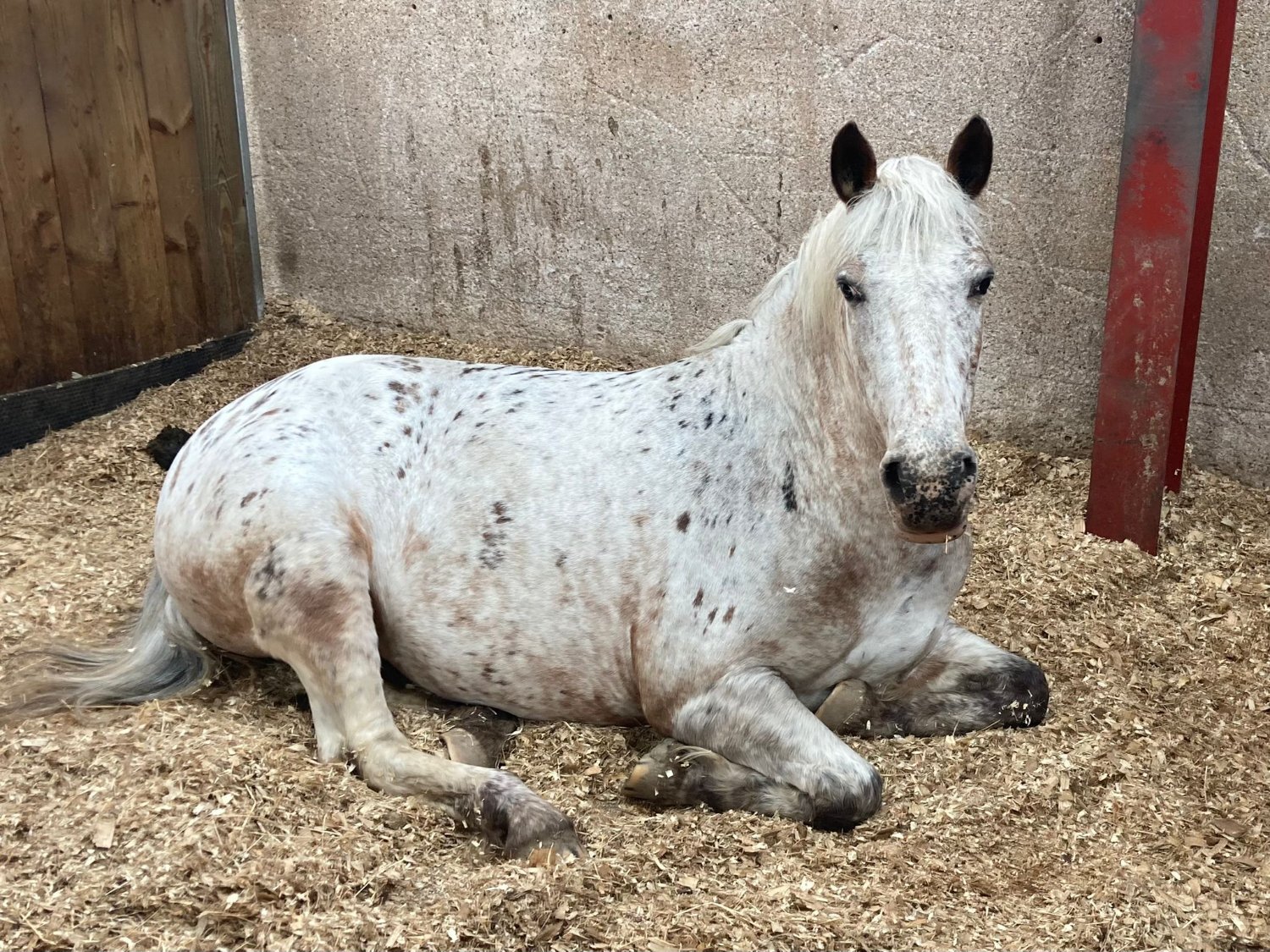 "Indie" Blanket Spot Mare All Rounder