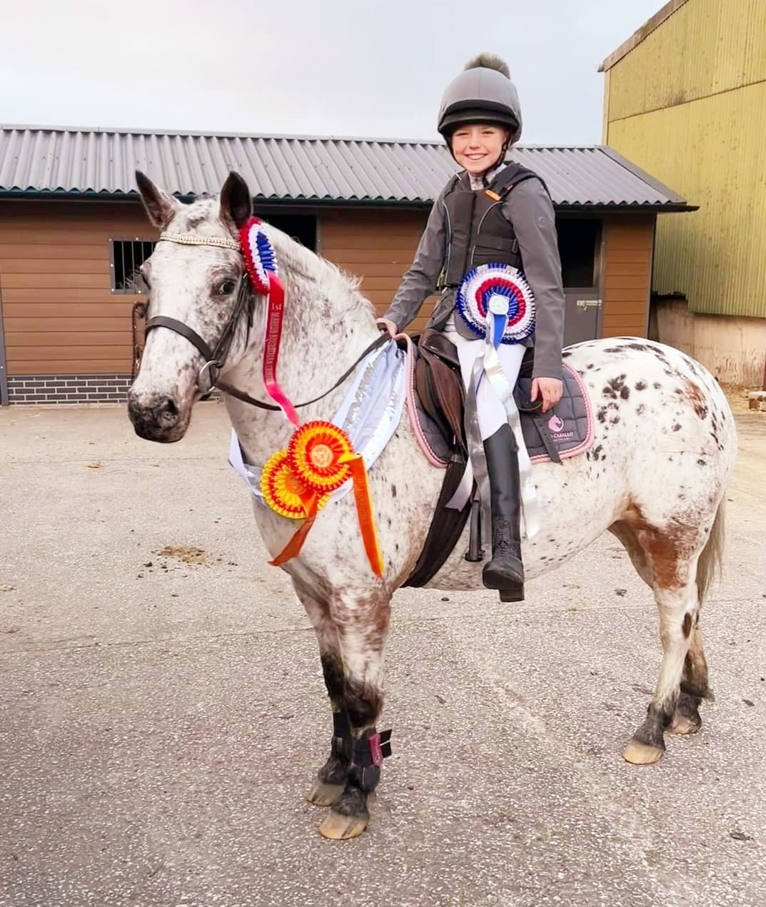 "Indie" Blanket Spot Mare All Rounder - Horses in Ewloe