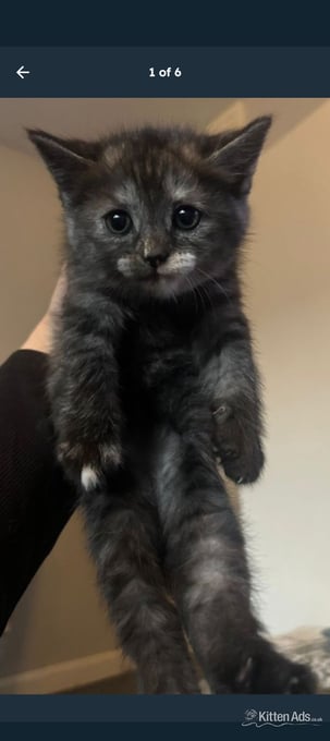 Persian kitten for sale